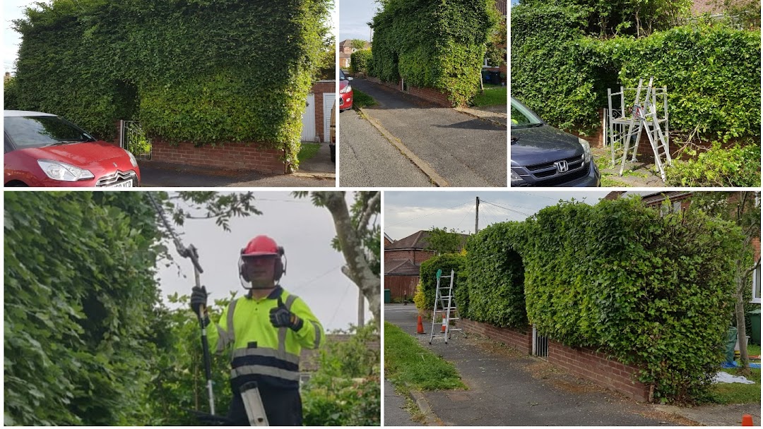 hedge trimming company in buckinghamshire